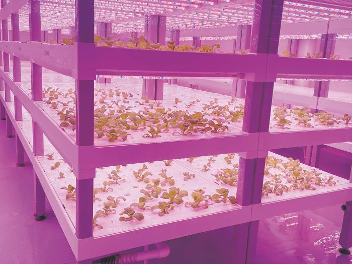在物美植物工廠里，通過LED燈的照射，蔬菜散發(fā)勃勃生機。受訪者供圖